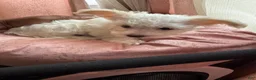 Mixed Breed dogs for sale: 🤍 White & Tan Boy - Ad 1
