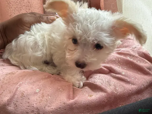 Mixed Breed dogs for sale: 🤍 White & Tan Boy - Ad 1