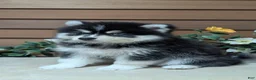 Pomsky dogs for sale: Prince - Ad 5
