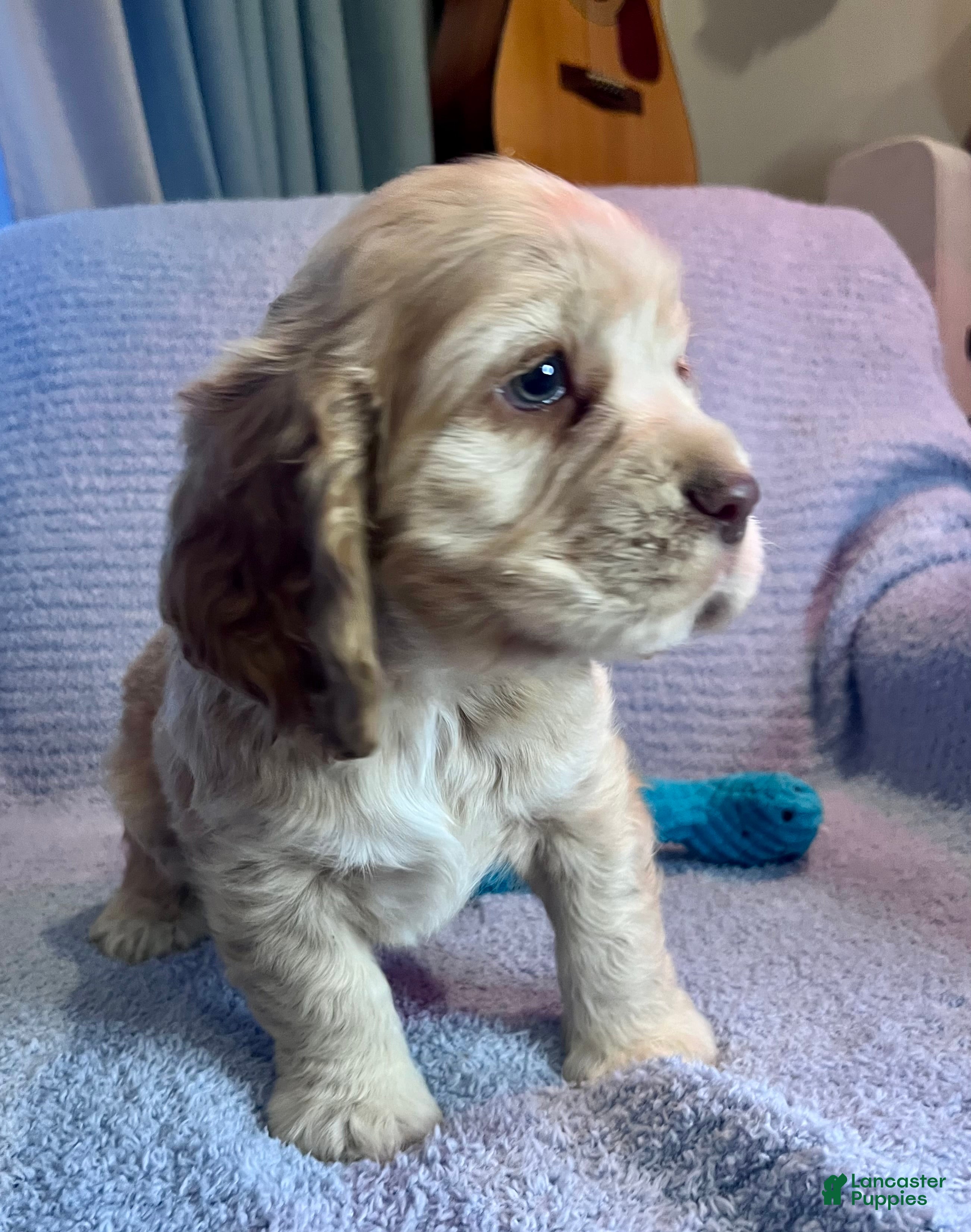 Cocker Spaniel dogs Buddy  - Ad 3