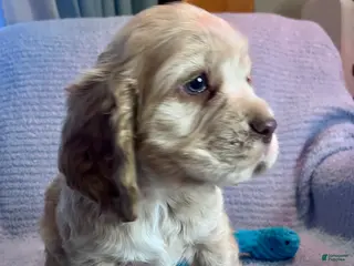 Cocker Spaniel dogs Buddy - Ad 12