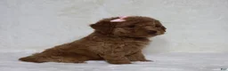 Mini Goldendoodle dogs for sale: Beauty  - Ad 3