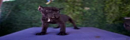Cane Corso dogs for sale: Channel - Ad 9