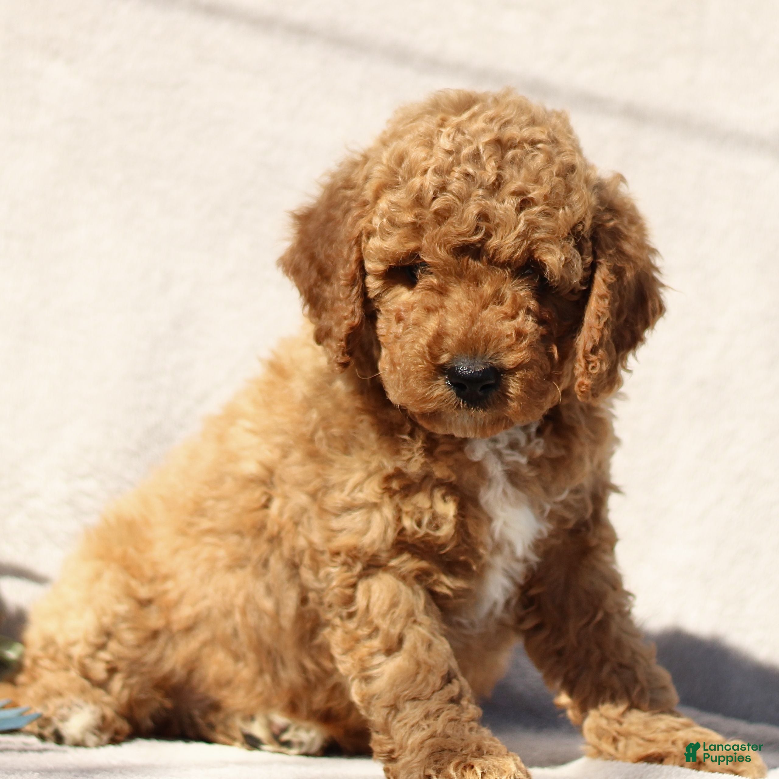 Mini Goldendoodle dogs Max  - Ad 1