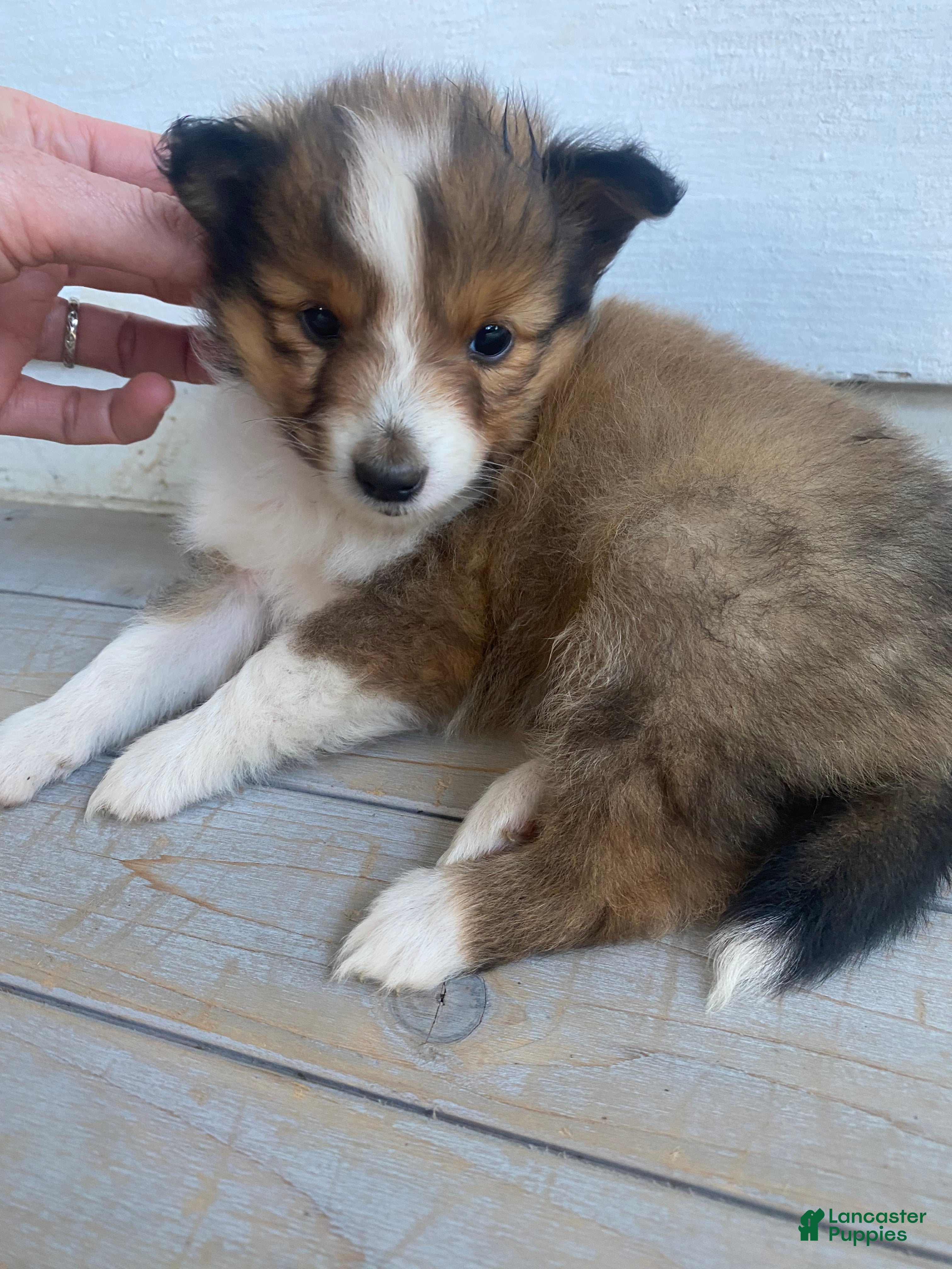 Shetland Sheepdog dogs Sylvana - Ad 9