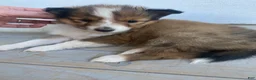 Shetland Sheepdog dogs for sale: Sylvana - Ad 2