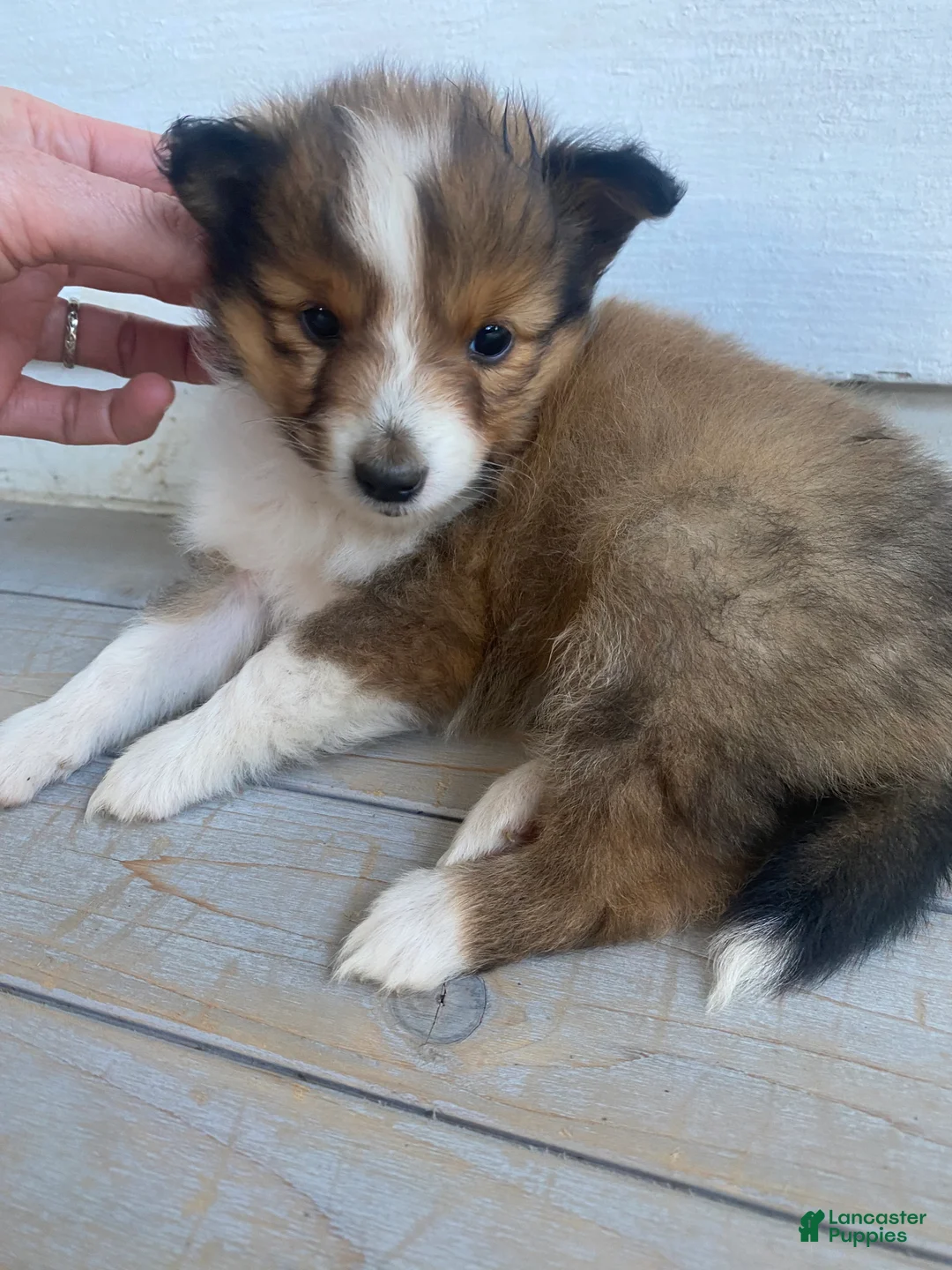 Shetland Sheepdog dogs for sale: Sylvana - Ad 2