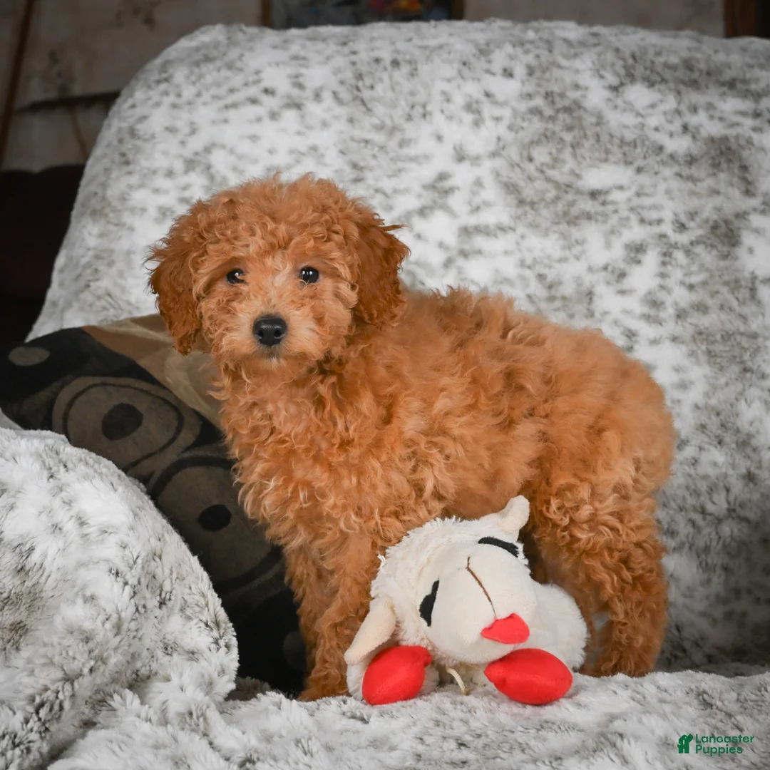 Cavapoo dogs for sale: Candy - Ad 3