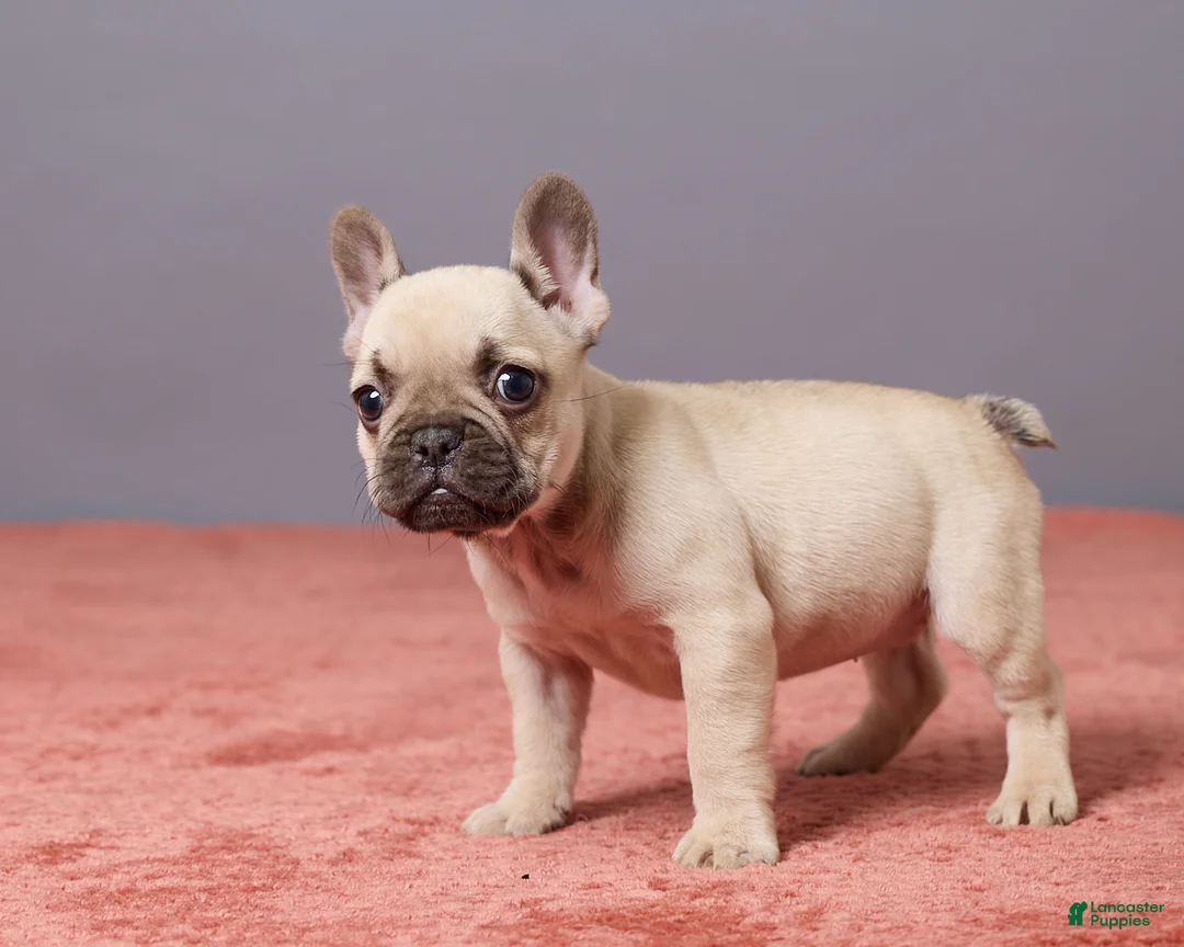 French Bulldog dogs for sale: Zoey - Ad 5