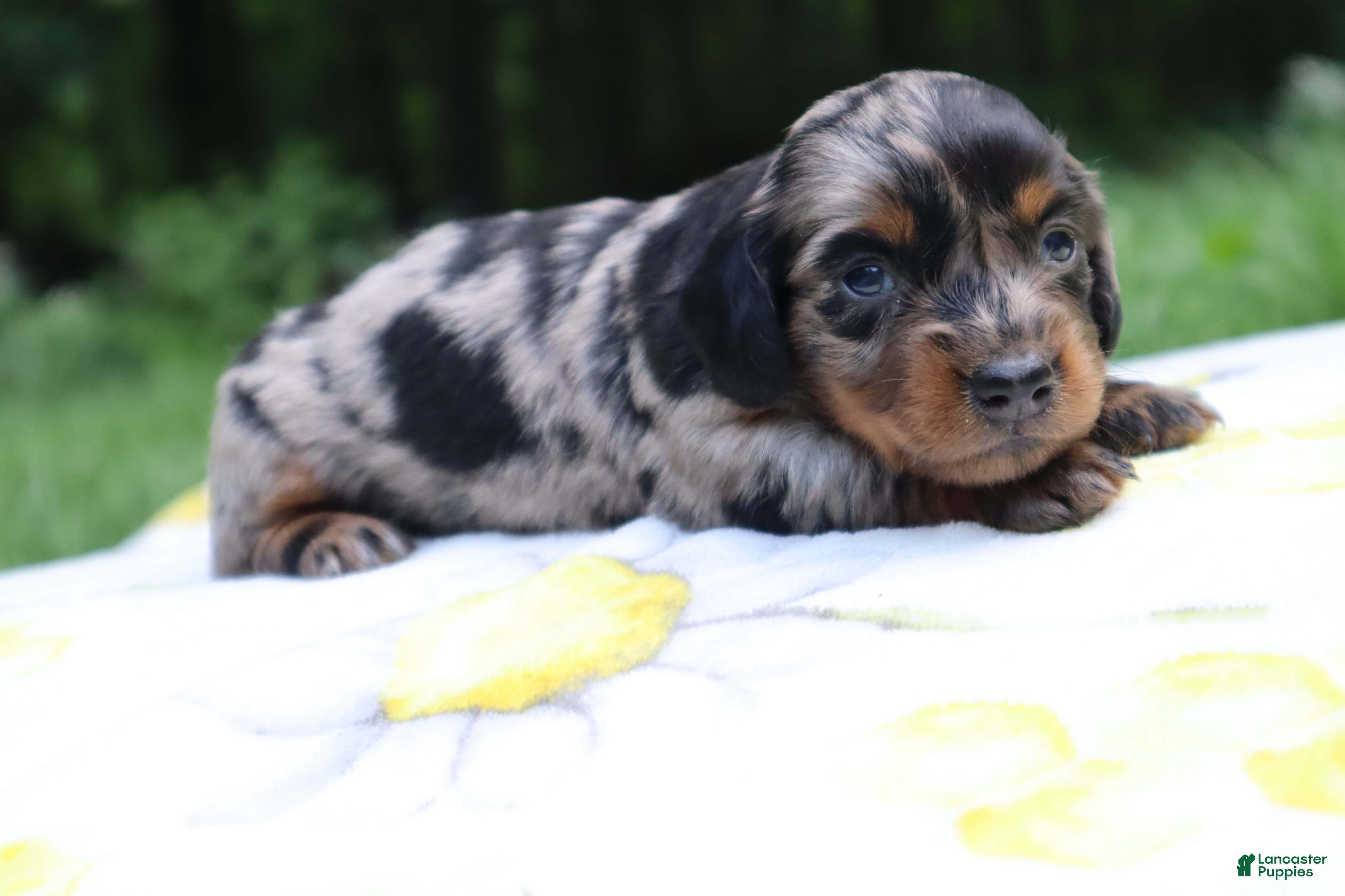 Miniature Dachshund dogs Mila - Ad 2