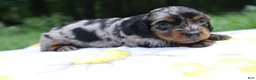 Miniature Dachshund dogs for sale: Mila - Ad 2