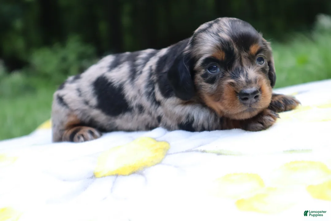 Miniature Dachshund dogs for sale: Mila - Ad 2