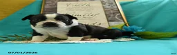 Boston Terrier dogs for sale: Vixon - Ad 8