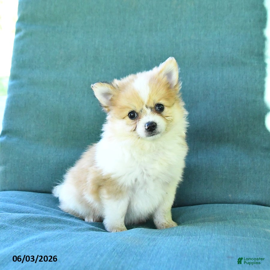 Pomeranian dogs Trip - Ad 2