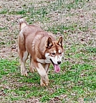 Siberian Husky dogs Roxie  - Ad 39