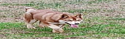 Siberian Husky dogs for sale: Roxie  - Ad 5
