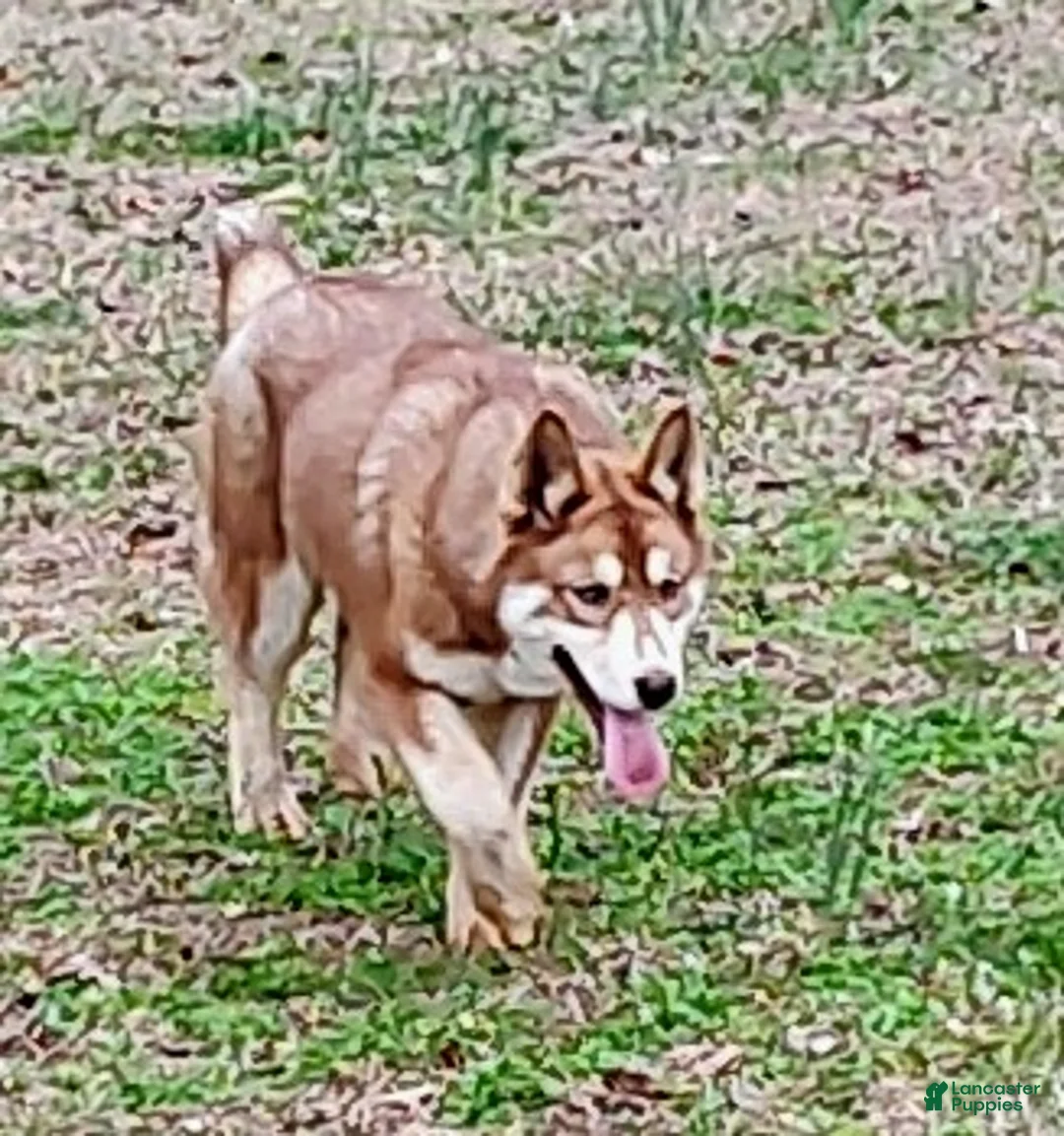 Siberian Husky dogs for sale: Roxie  - Ad 1