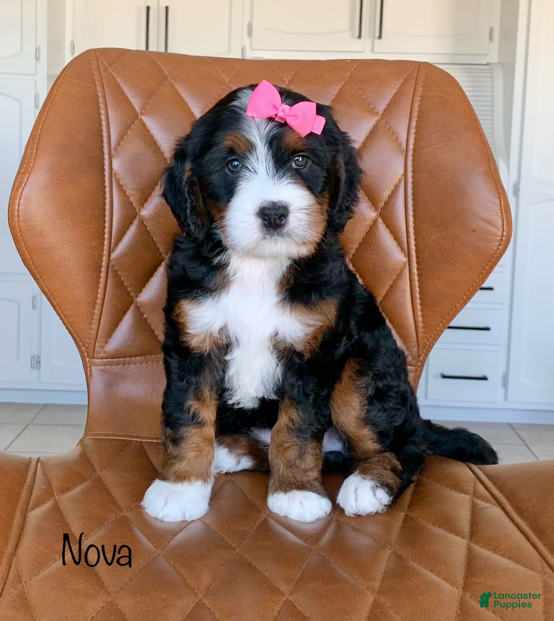 Bernedoodle dogs Nova - Ad 1
