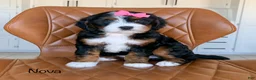Bernedoodle dogs for sale: Nova - Ad 1