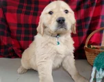 Golden Retriever Puppy 3 Thunder