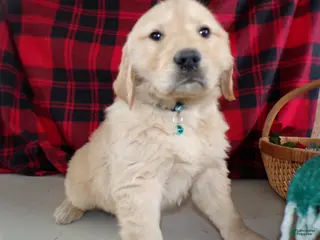 Golden Retriever dogs Golden Retriever Puppy 3 Thunder - Ad 30