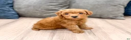 Mini Goldendoodle dogs for sale: Rocky - Ad 3