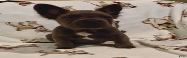 French Bulldog Puppy 3