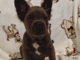 French Bulldog dogs French Bulldog Puppy 3 - Ad 36