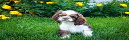 Cocker Spaniel dogs for sale: Badger - Ad 2