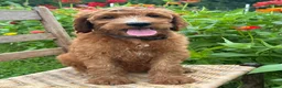 Irish Doodle dogs for sale: Maple - Ad 16