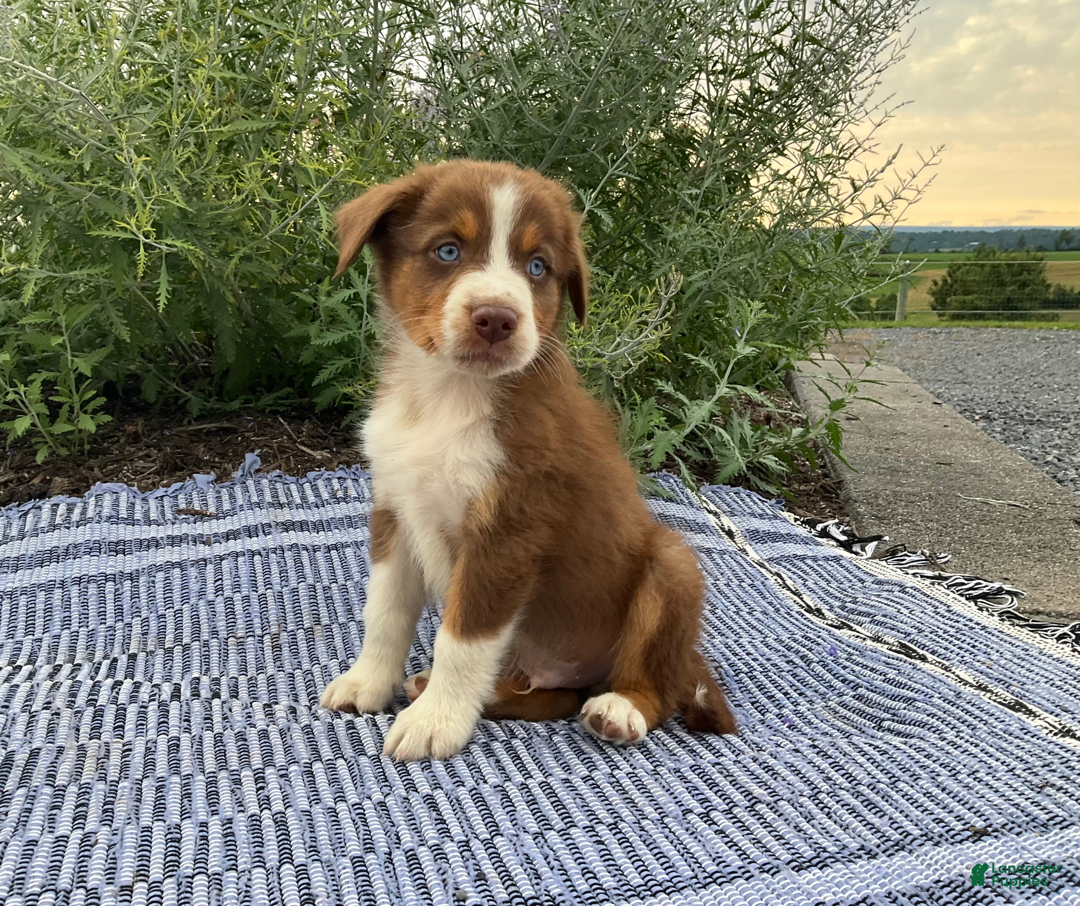 Australian Shepherd dogs Tyler - Ad 2