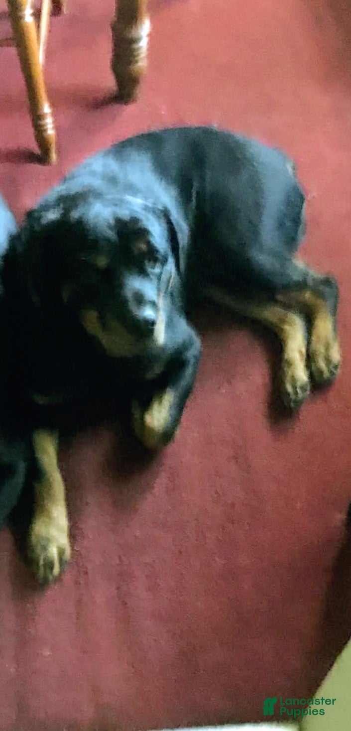 Rottweiler dogs Rottweiler Puppy 2 - Ad 2