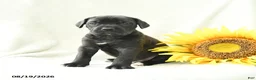 Cane Corso dogs for sale: Bella   - Ad 5