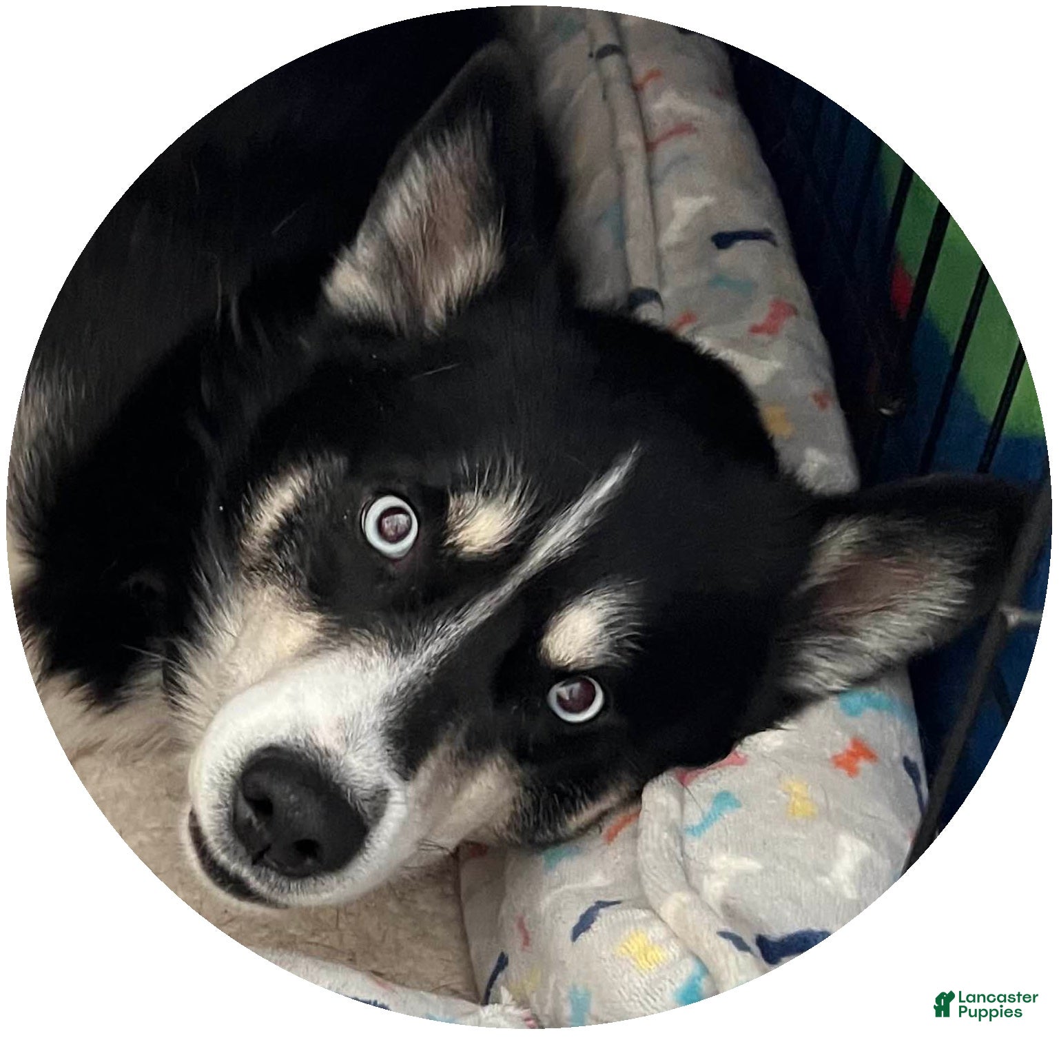 Oreo
