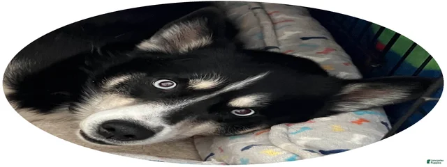 Oreo