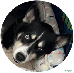 Oreo