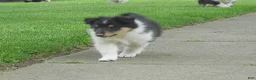 Collie dogs for sale: Collie Puppy 3 - Ad 3