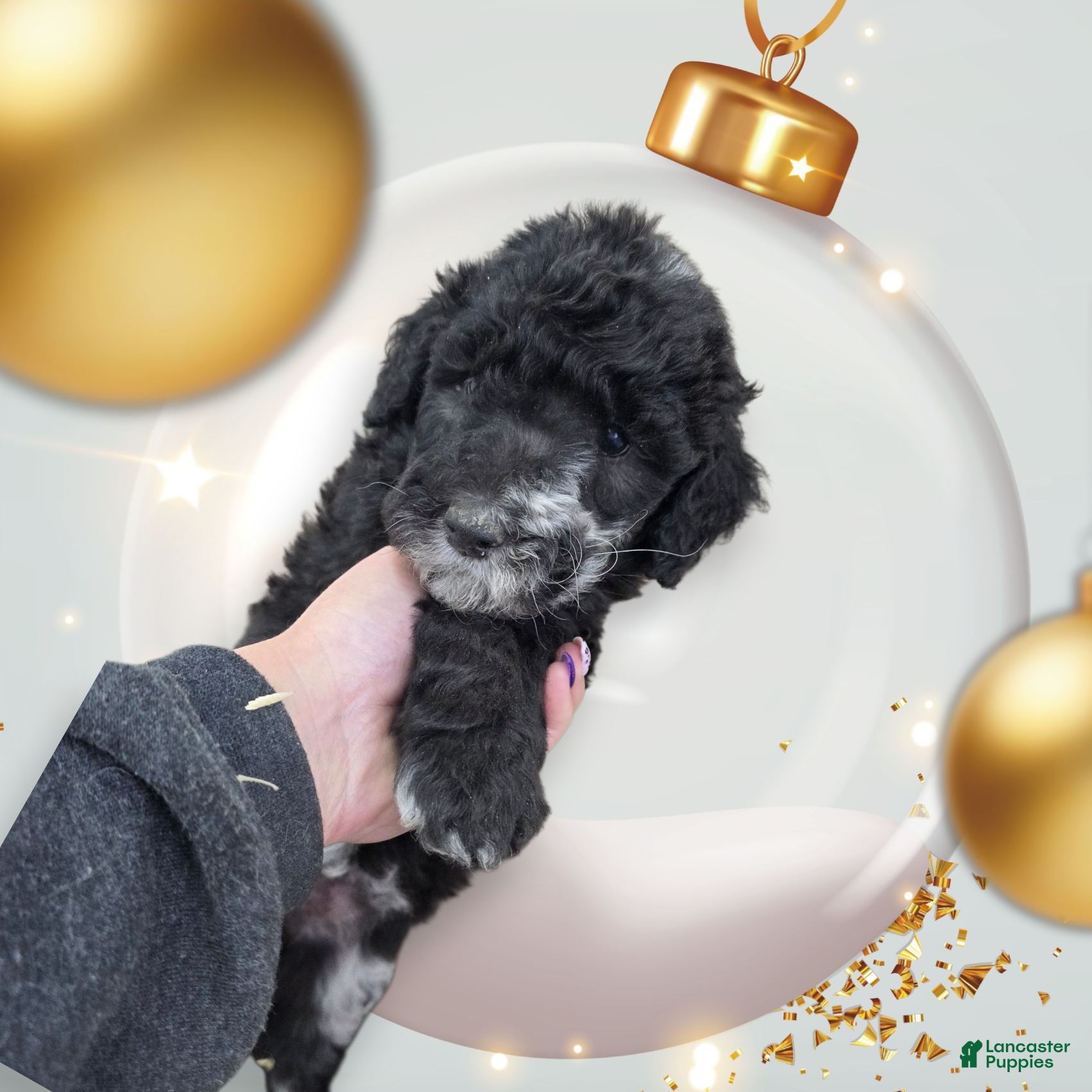 Standard Poodle dogs Standard Poodle Puppy 7 - Ad 16