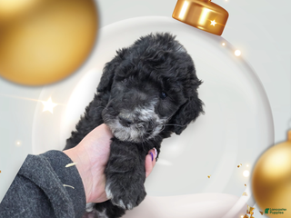Standard Poodle dogs Standard Poodle Puppy 7 - Ad 5
