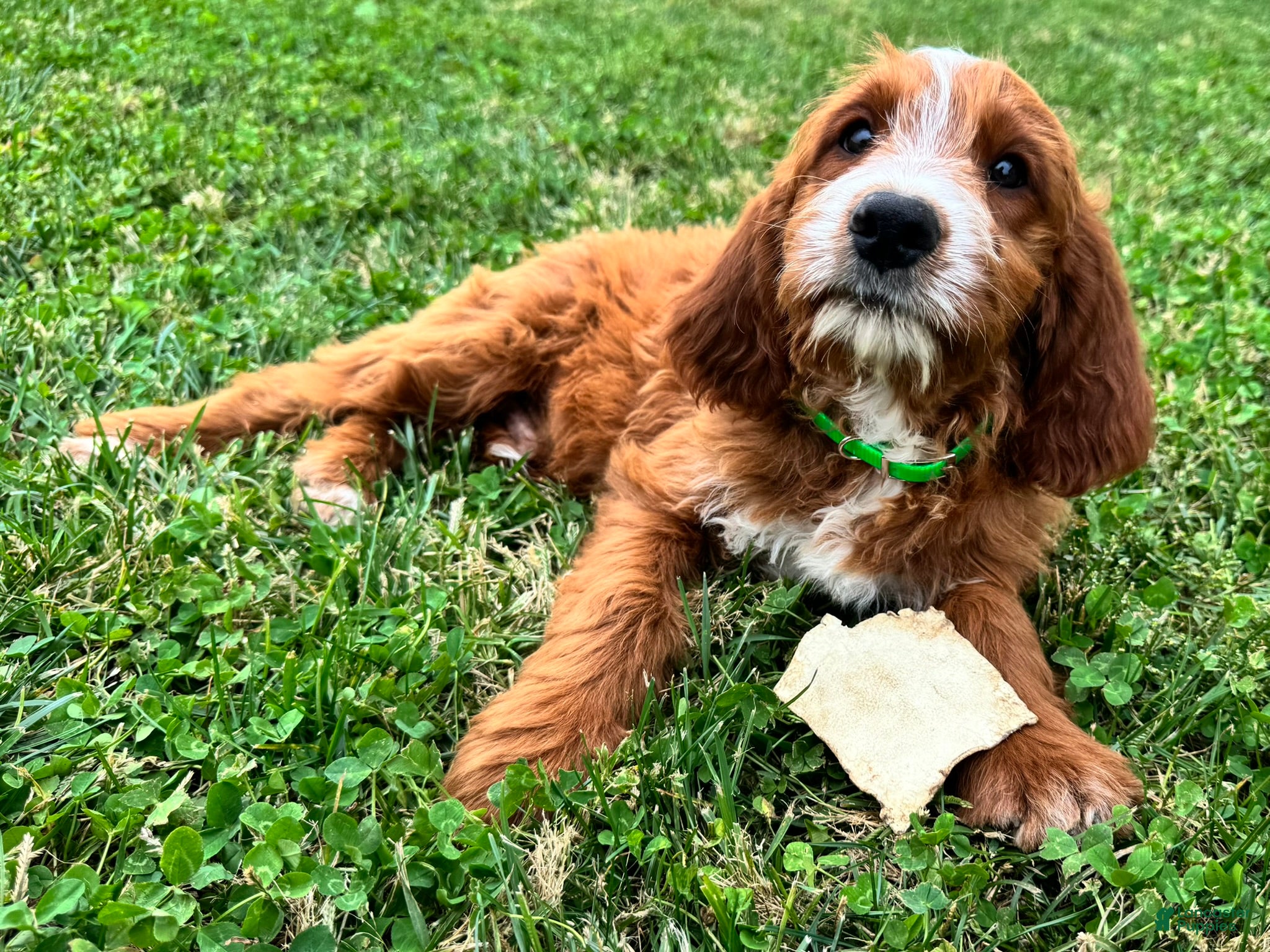 Mixed Breed dogs Rusty - Ad 1