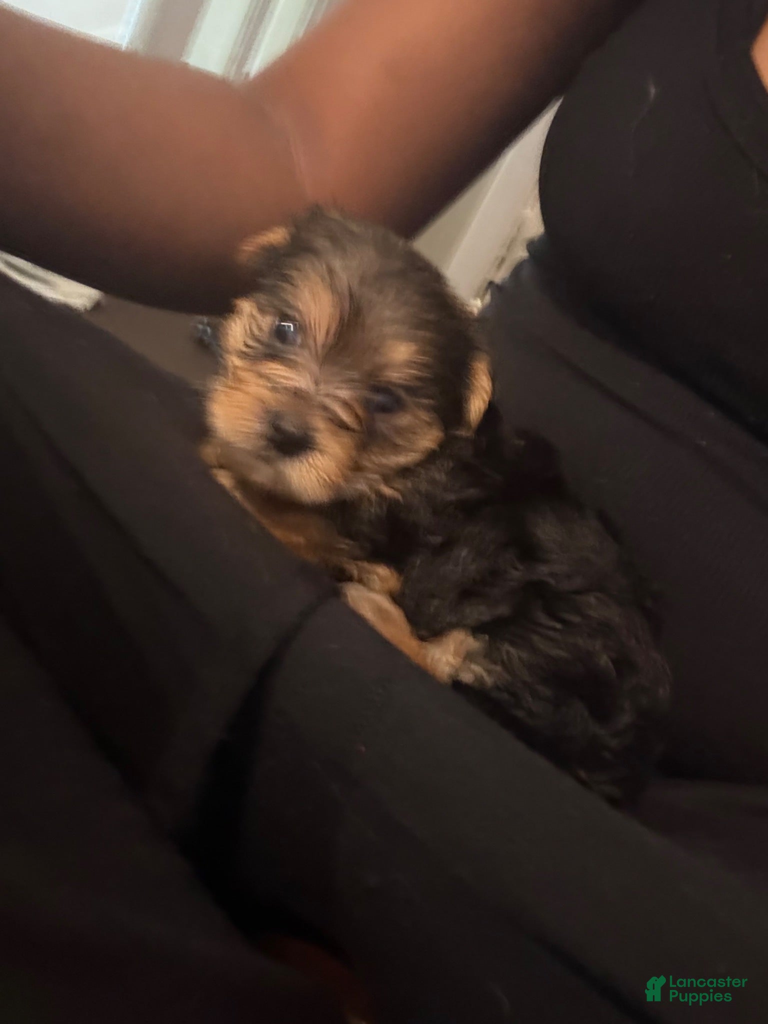 Yorkshire Terrier dogs Blossom - Ad 3