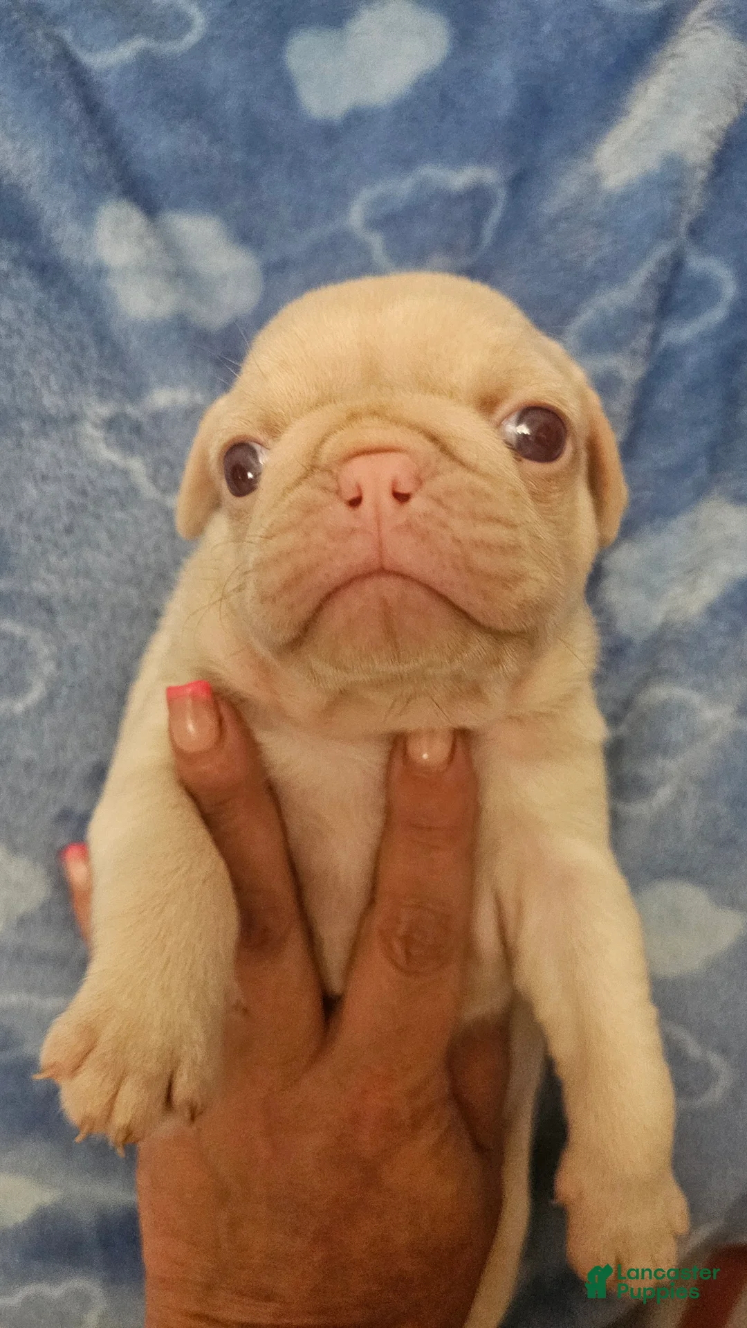 Pug dogs for sale: Pug Puppy 3 - Ad 1