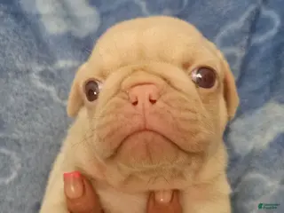 Pug dogs Pug Puppy 3 - Ad 1