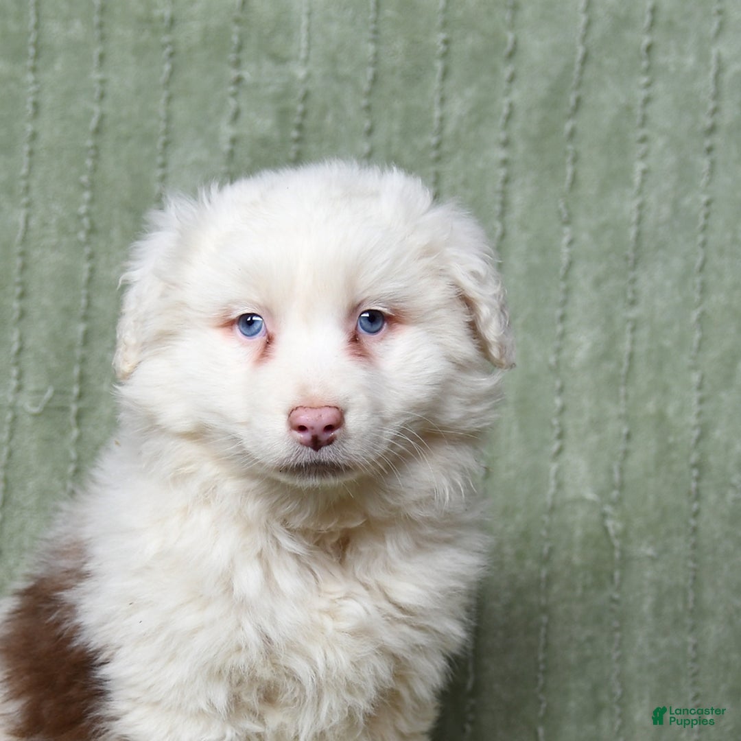 Australian Shepherd dogs for sale: Lewis - Ad 3