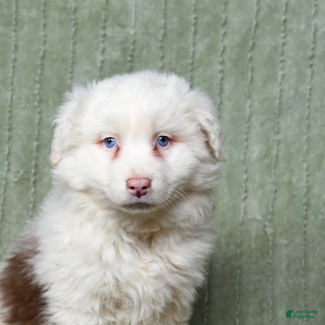 Australian Shepherd dogs for sale: Lewis - Ad 3