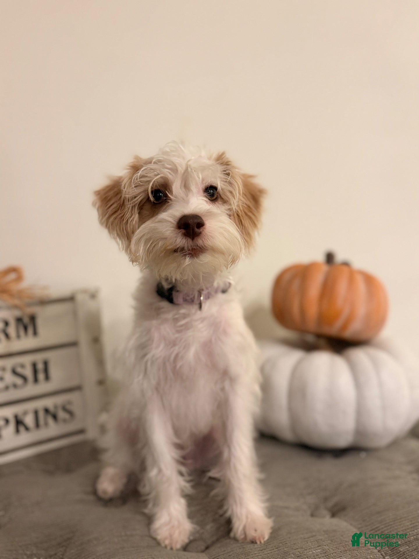 Schnoodle dogs Schnoodle 4 - Ad 23