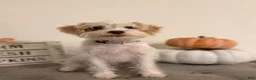 Schnoodle dogs for sale: Schnoodle 4 - Ad 1