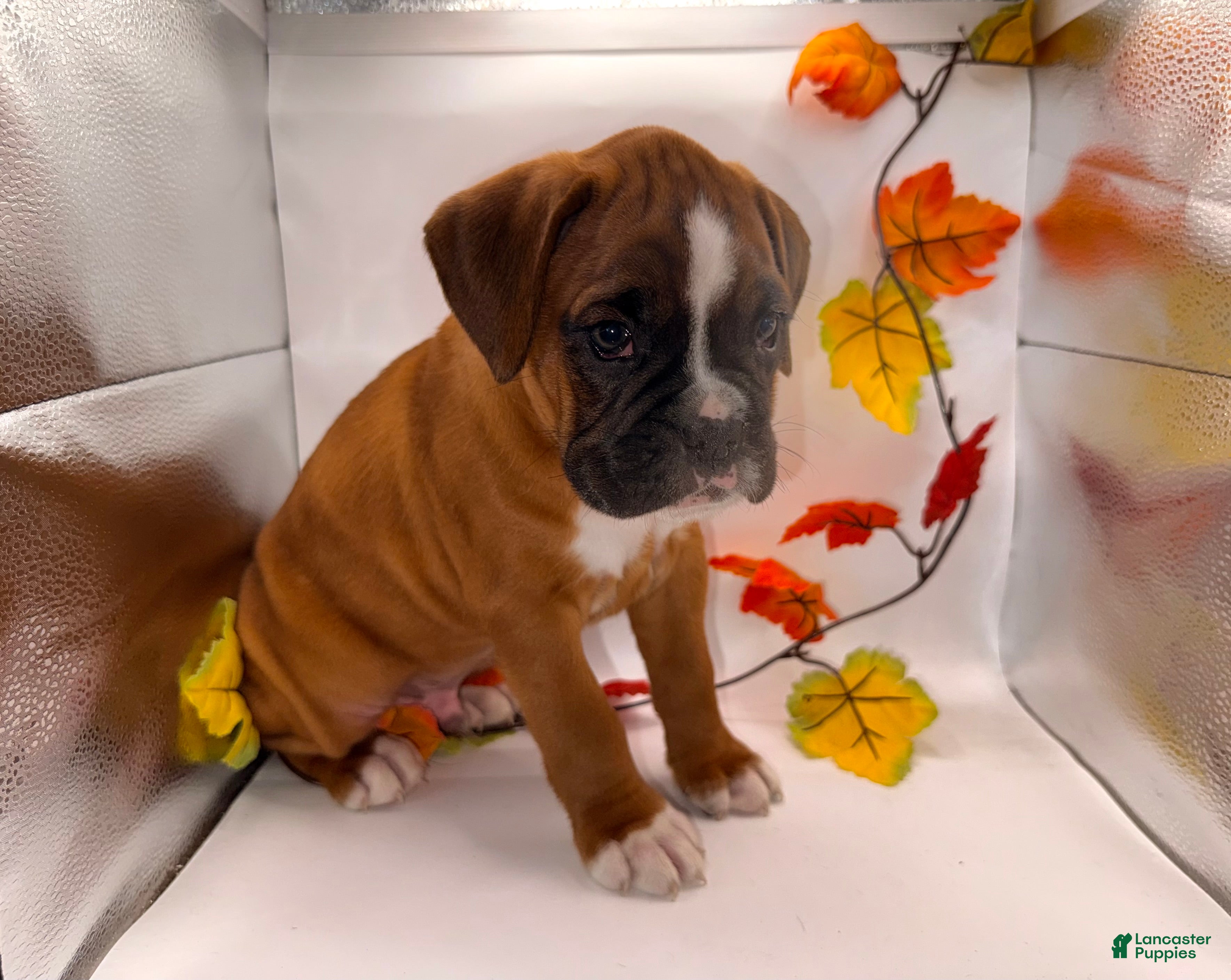 Boxer dogs  Ethan - Ad 2