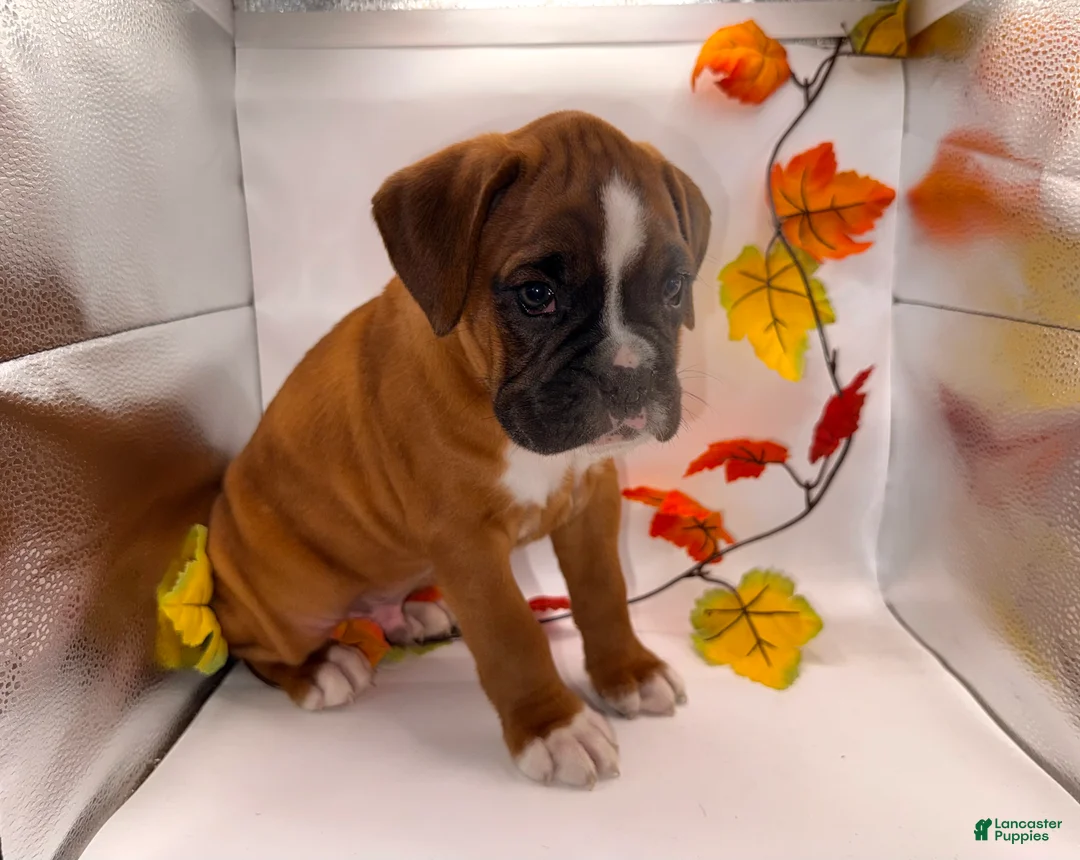 Boxer dogs for sale:  Ethan - Ad 2