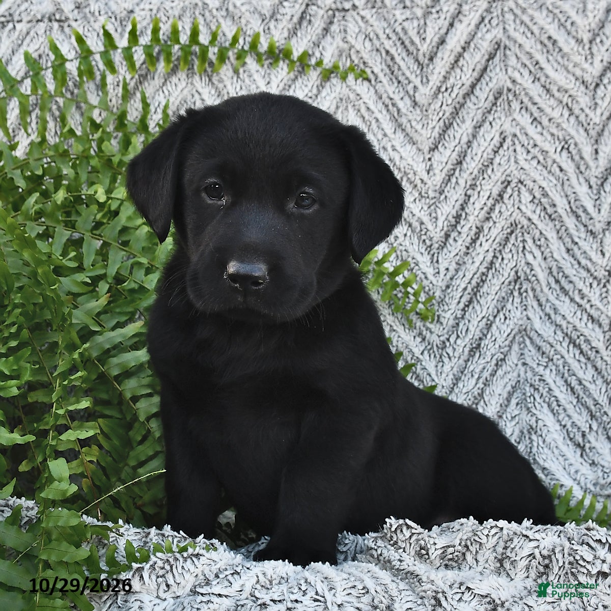 Labrador Retriever dogs for sale: Twinkles  - Ad 2